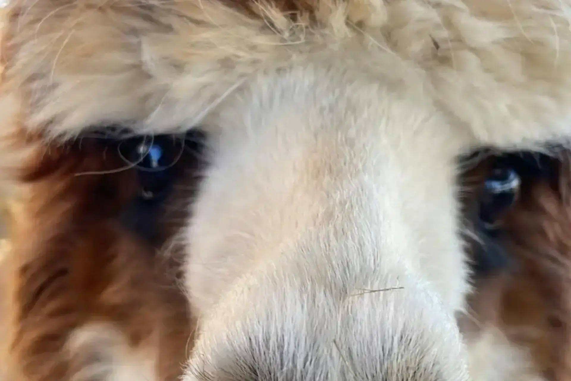 Explore Island Alpaca on Martha's Vineyard