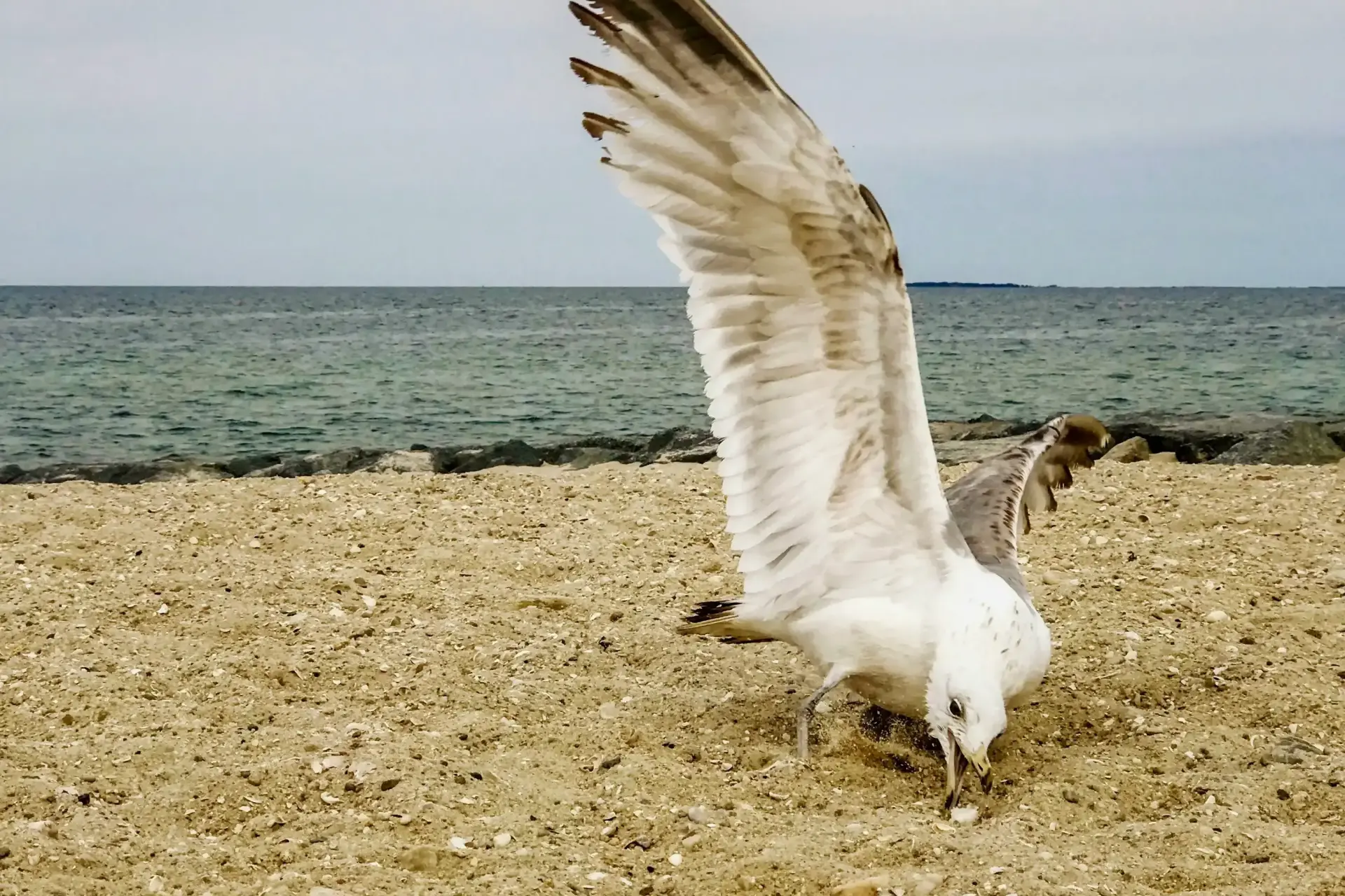 Discover State Beach: A Family-Friendly Gem on Martha's Vineyard