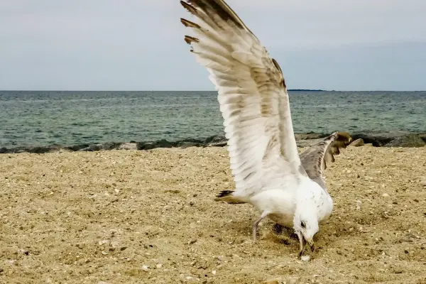 Discover State Beach: A Family-Friendly Gem on Martha's Vineyard