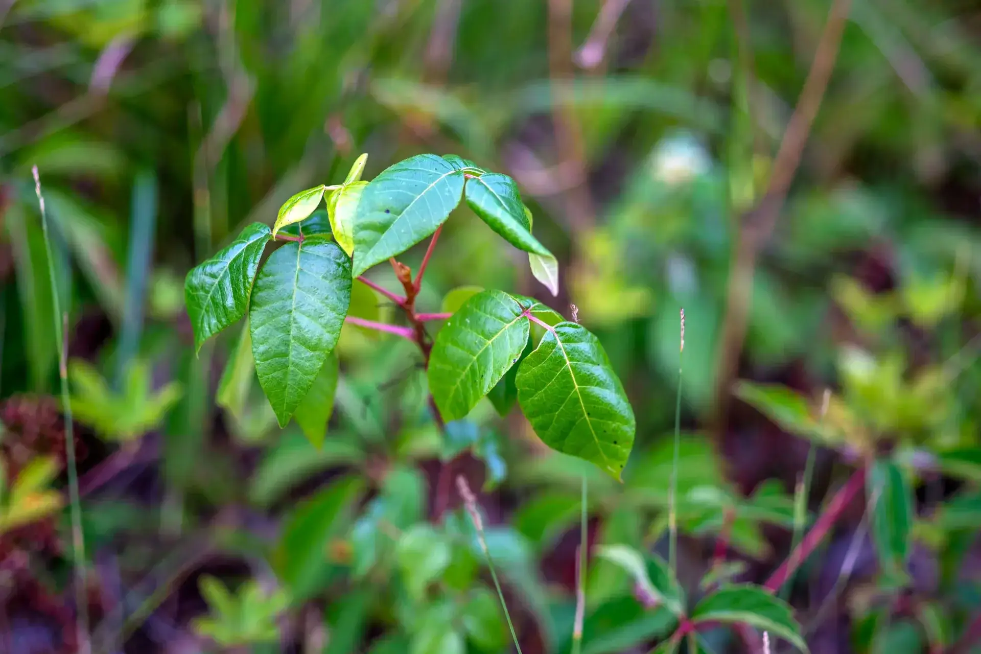 Poison Ivy on Martha's Vineyard: Complete ID & Safety Guide