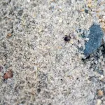 Complete Guide to Tick Safety on Martha's Vineyard: Prevention, Identification & Removal