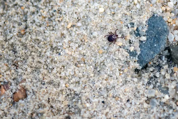 Complete Guide to Tick Safety on Martha's Vineyard: Prevention, Identification & Removal